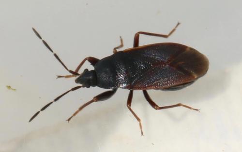 Drymus latus